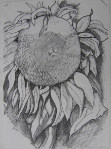 Sunflower Drawing Sunflower Drawing