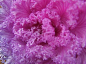 purple frills of a cabbage