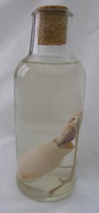 Bottled Squid Bottled Squid