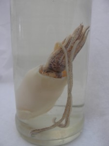 Bottled Squid detail