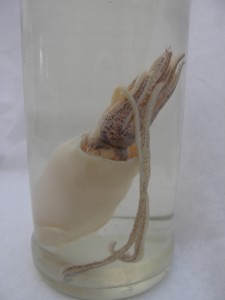 Bottled Squid detail Bottled Squid detail