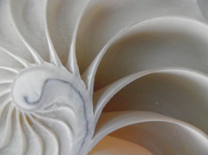 Nautilus Shell Detail