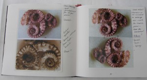 Red sketchbook-squid Squid