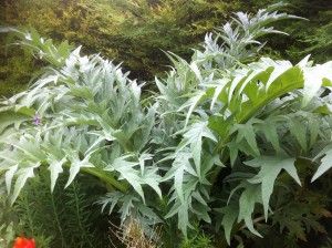 Artichoke