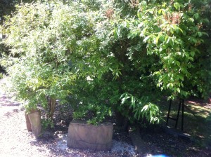 Willow Seating Area