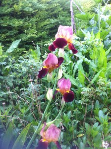 Irises in the garden