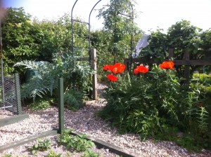 Poppies in the Garden