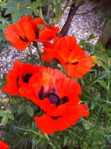 Poppies