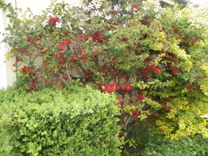 Quince Bush