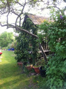 Tree House