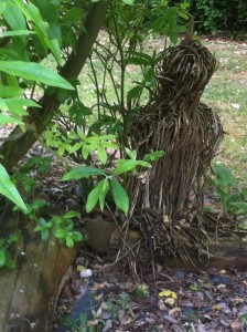 Willow Man